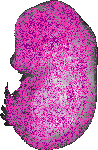 mouse atlas EMAGE spatial in situ gene expression database None