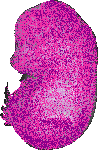mouse atlas EMAGE spatial in situ gene expression database None
