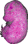 mouse atlas EMAGE spatial in situ gene expression database None
