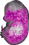 mouse atlas EMAGE spatial in situ gene expression database None