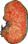 EMAGE:17282