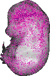 mouse atlas EMAGE spatial in situ gene expression database None
