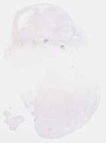 EMAGE:17366