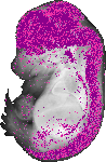 mouse atlas EMAGE spatial in situ gene expression database None