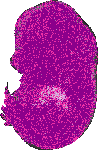 mouse atlas EMAGE spatial in situ gene expression database None