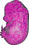 mouse atlas EMAGE spatial in situ gene expression database None