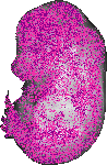 mouse atlas EMAGE spatial in situ gene expression database None