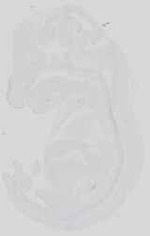 EMAGE:17469