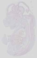 EMAGE:17488