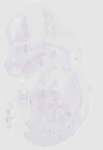 EMAGE:17492