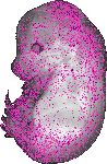 mouse atlas EMAGE spatial in situ gene expression database None
