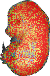 EMAGE:17569