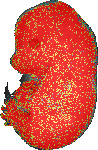 EMAGE:17571