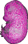 mouse atlas EMAGE spatial in situ gene expression database None