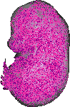 mouse atlas EMAGE spatial in situ gene expression database None