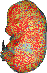 EMAGE:17695