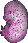 mouse atlas EMAGE spatial in situ gene expression database None
