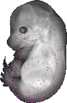mouse atlas EMAGE spatial in situ gene expression database None