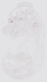 EMAGE:17824