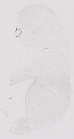 EMAGE:17841