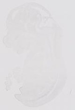 EMAGE:17850