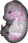 mouse atlas EMAGE spatial in situ gene expression database None