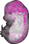 mouse atlas EMAGE spatial in situ gene expression database None