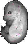 mouse atlas EMAGE spatial in situ gene expression database None