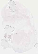 EMAGE:17942
