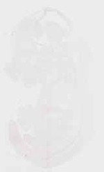 EMAGE:17957