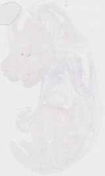 EMAGE:17958