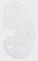 EMAGE:17959