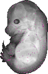 mouse atlas EMAGE spatial in situ gene expression database None