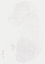 EMAGE:17991