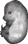 mouse atlas EMAGE spatial in situ gene expression database None