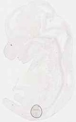 EMAGE:18058