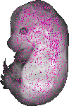 mouse atlas EMAGE spatial in situ gene expression database None