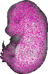 mouse atlas EMAGE spatial in situ gene expression database None