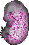 mouse atlas EMAGE spatial in situ gene expression database None