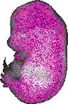 mouse atlas EMAGE spatial in situ gene expression database None