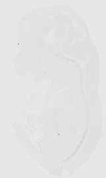EMAGE:18229