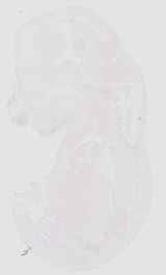 EMAGE:18237