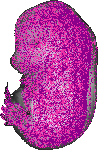 mouse atlas EMAGE spatial in situ gene expression database None