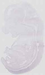 EMAGE:18457