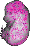 mouse atlas EMAGE spatial in situ gene expression database None
