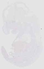 EMAGE:18516