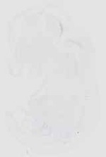 EMAGE:18516