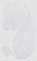 EMAGE:18516
