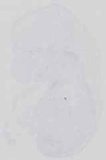 EMAGE:18563