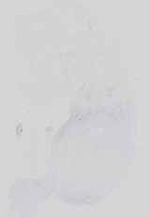 EMAGE:18578
